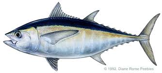 Post Thumbnail - Tuna, salmon firm Alliance Select eyes Middle East market