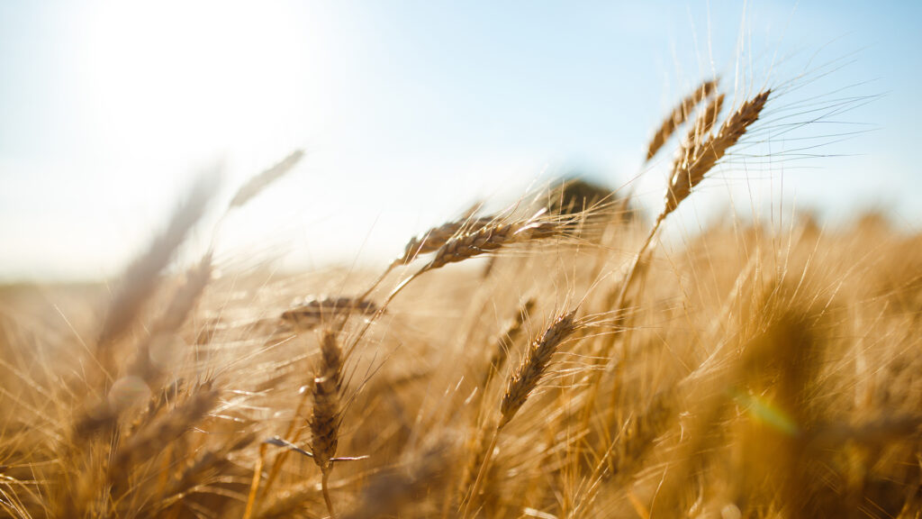 Post Thumbnail - South Africa: Blockchain and Smart Contracts to Transform Agriculture